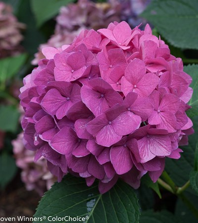 Bigleaf Hydrangea Let's Dance® Rave®
